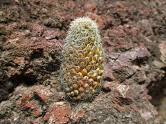 Mammillaria sheldonii