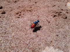 Cicindela scutellaris scutellaris