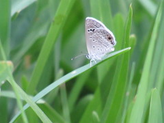 Echinargus isola
