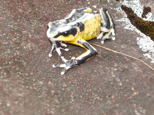 Atelopus eusebiodiazi