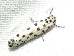 Ethmia clytodoxa