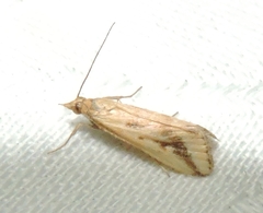Achyra massalis