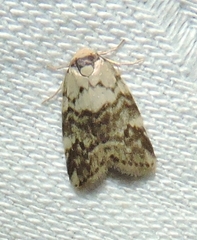 Thallarcha leptographa