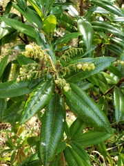 Comarostaphylis