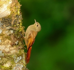 Sittasomus griseicapillus image