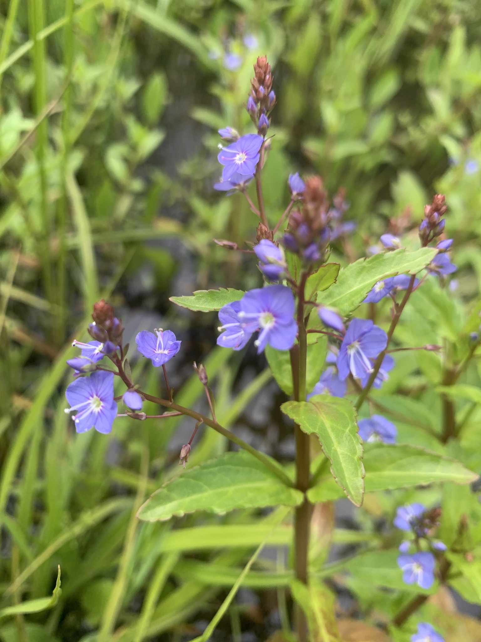 Veronica americana