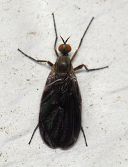 Rhamphomyia