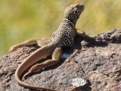 Crotaphytus vestigium