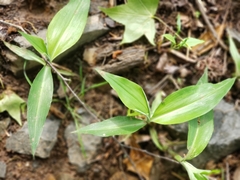 Commelina virginica