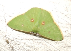 Comostola leucomerata