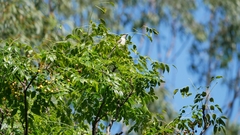 Lalage leucopyga montrosieri