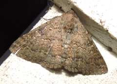 Eudesmeola lawsoni