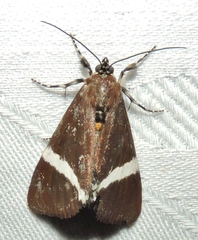 Coenotoca subaspersa