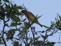Bombycilla cedrorum