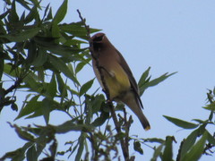 Bombycilla cedrorum