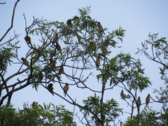 Bombycilla cedrorum