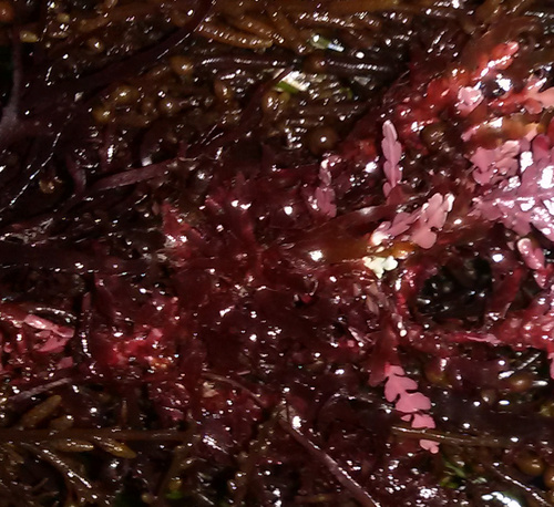 Representative image of Acrosorium