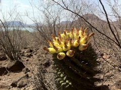 Ferocactus herrerae