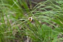 Fritillaria atropurpurea