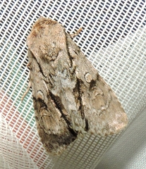 Turnerinycta phaeocosma