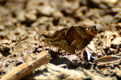 Anisochoria sublimbata