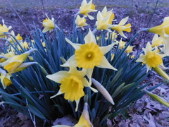 Narcissus pseudonarcissus pseudonarcissus