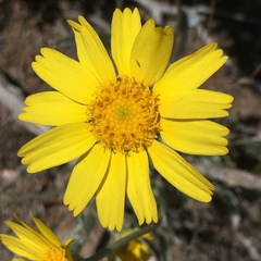 Tetraneuris argentea