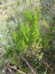 Baccharis linearifolia