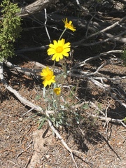 Tetraneuris argentea