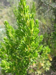 Baccharis linearifolia