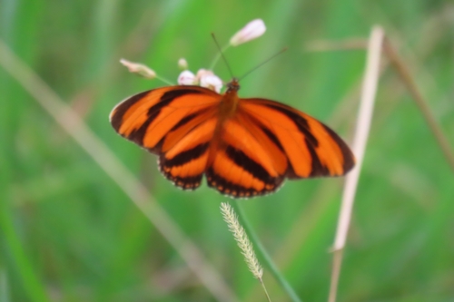 Photo of Banded Orange Heliconian (Dryadula phaetusa)