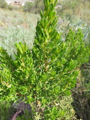 Baccharis linearifolia