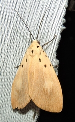 Asota iodamia