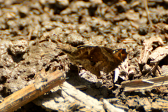 Anisochoria sublimbata