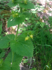 Scrophularia vernalis
