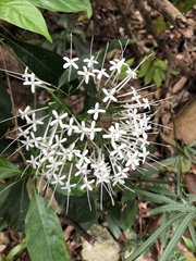 Pavetta hongkongensis