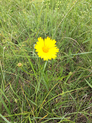 Coreopsis grandiflora