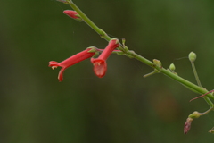 Gambelia juncea