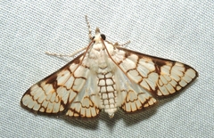 Aphytoceros lucusalis