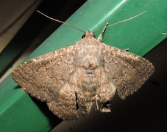 Eudesmeola lawsoni