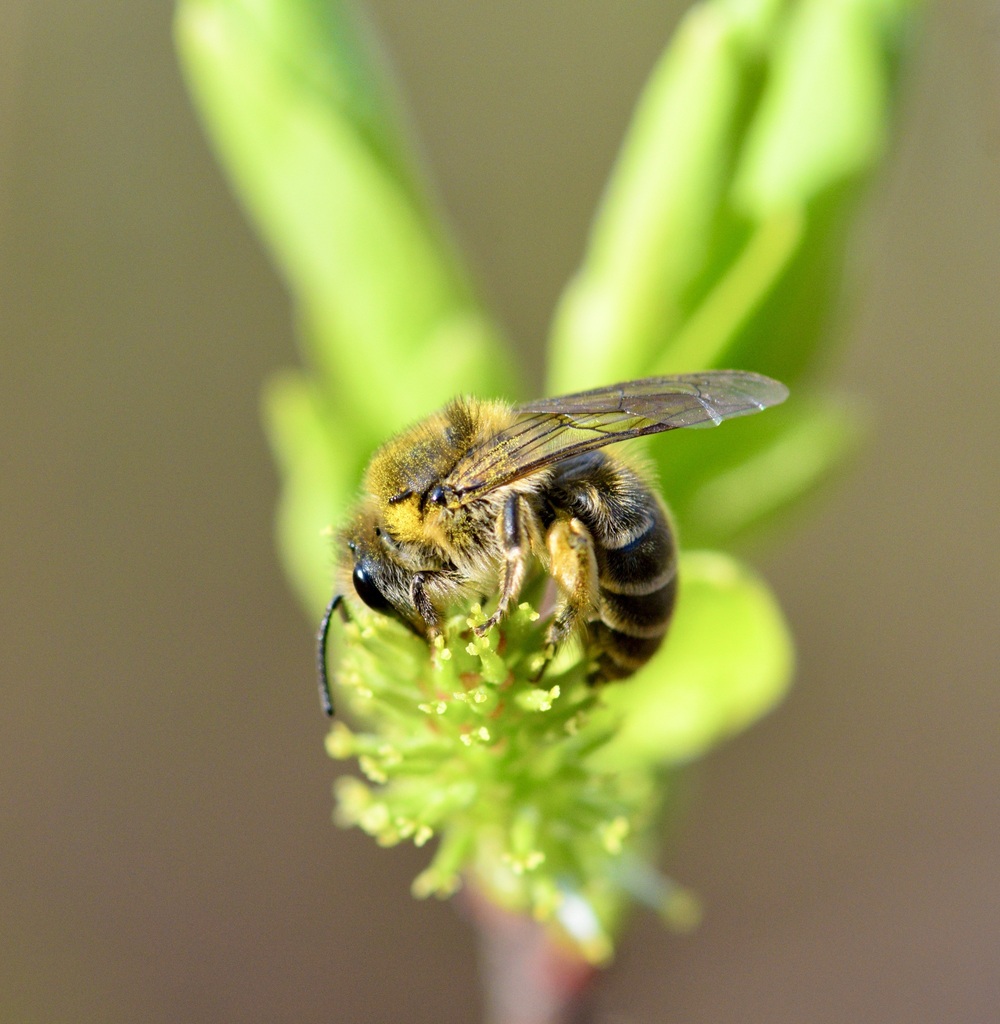 Haplotrinchus Inaequalis Pollinator Interactions on Plants (PIP) of the NE US's Journal ...