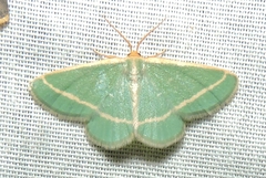 Mixocera latilineata