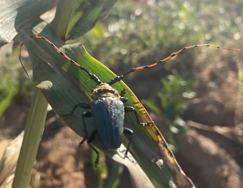 Retrachydes thoracicus