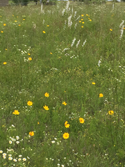 Coreopsis grandiflora
