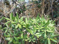 Pittosporaceae