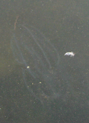 Bolinopsis microptera