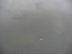 Bolinopsis microptera