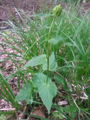 Phyteuma ovatum pseudospicatum