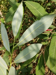 Salix paradoxa