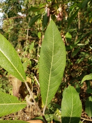 Salix paradoxa
